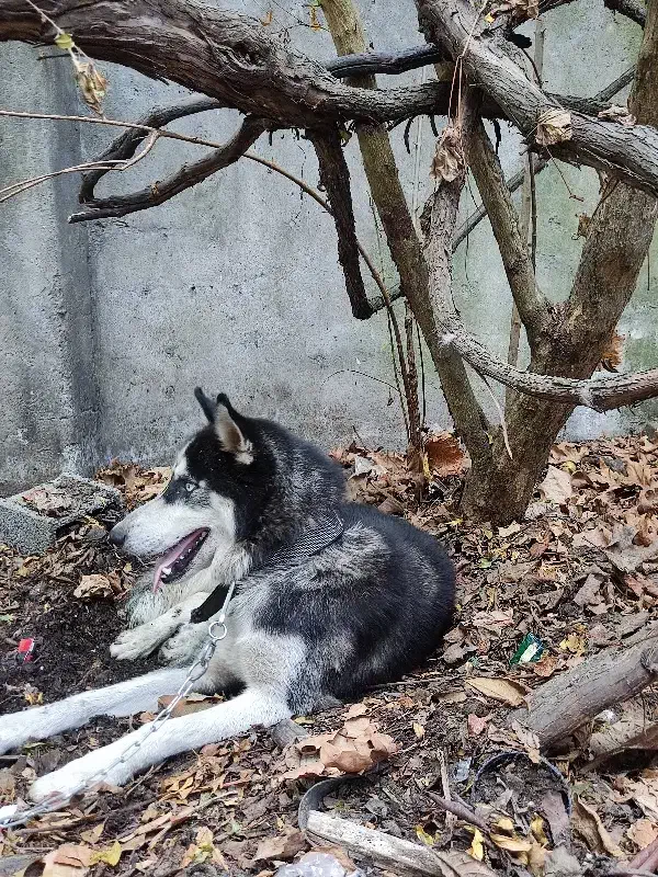 سگ هاسکی|سگ|کوچصفهان, |دیوار