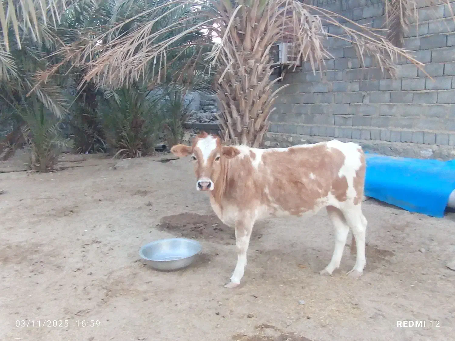 حیوانات|حیوانات مزرعه|میناب, |دیوار