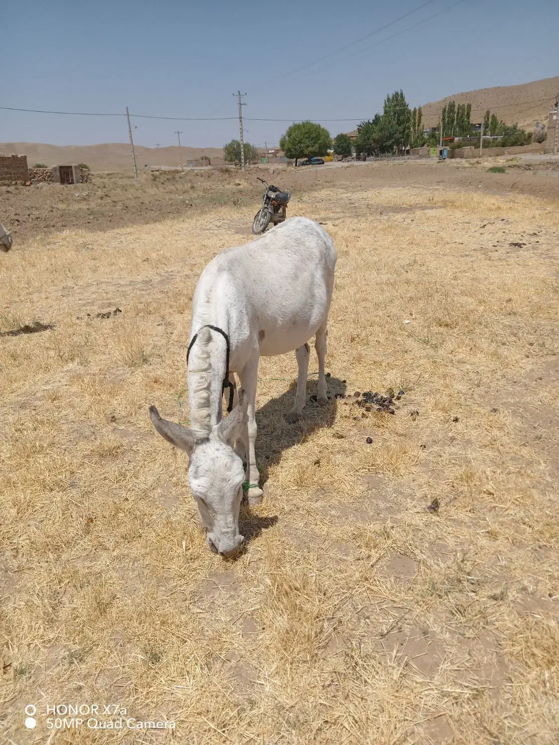 خر ماده گله آبستن|حیوانات مزرعه|فریمان, |دیوار