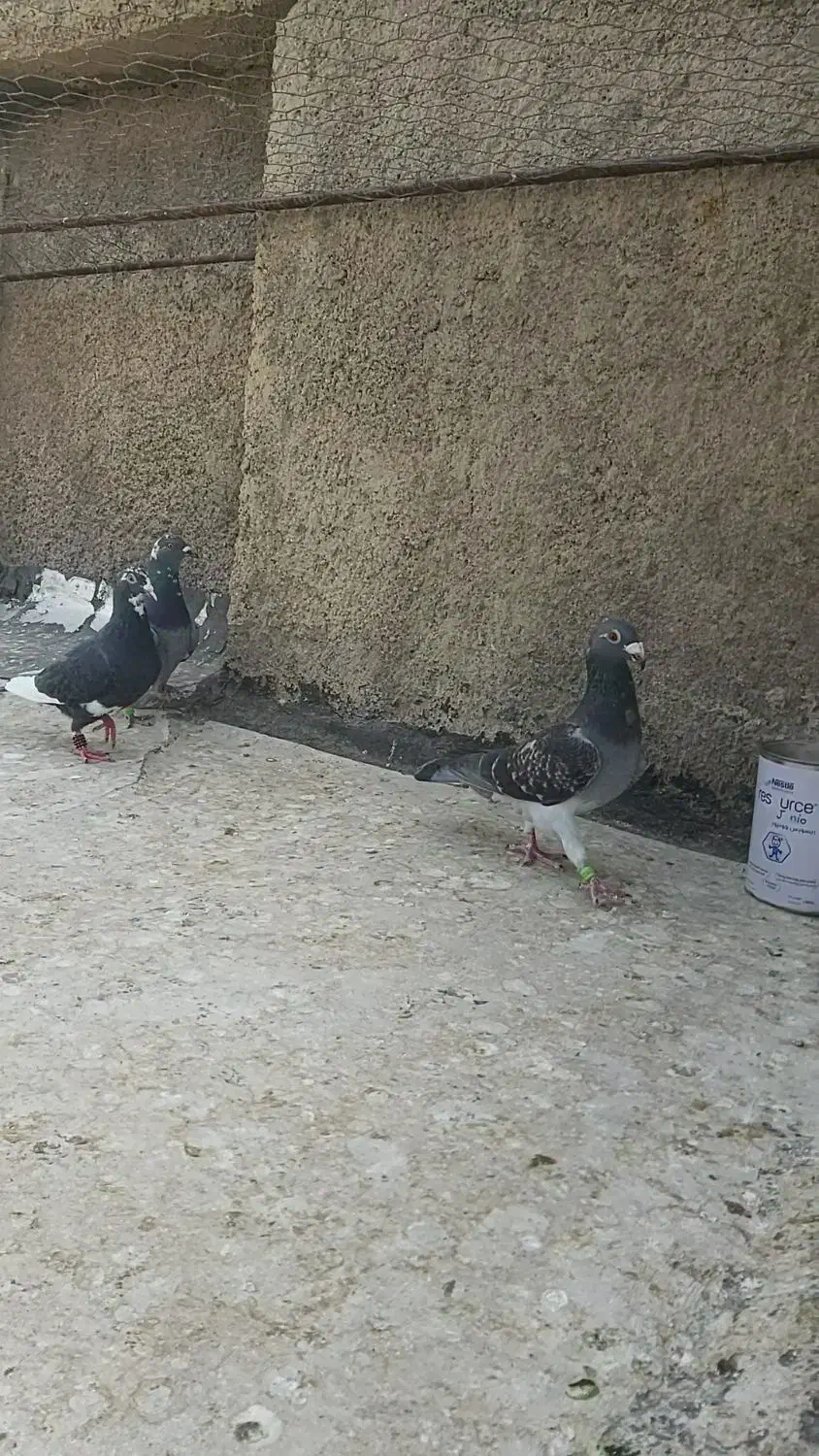 ۳ عدد کفتر کبوتر گرفتنی|پرنده|شیراز, محراب|دیوار