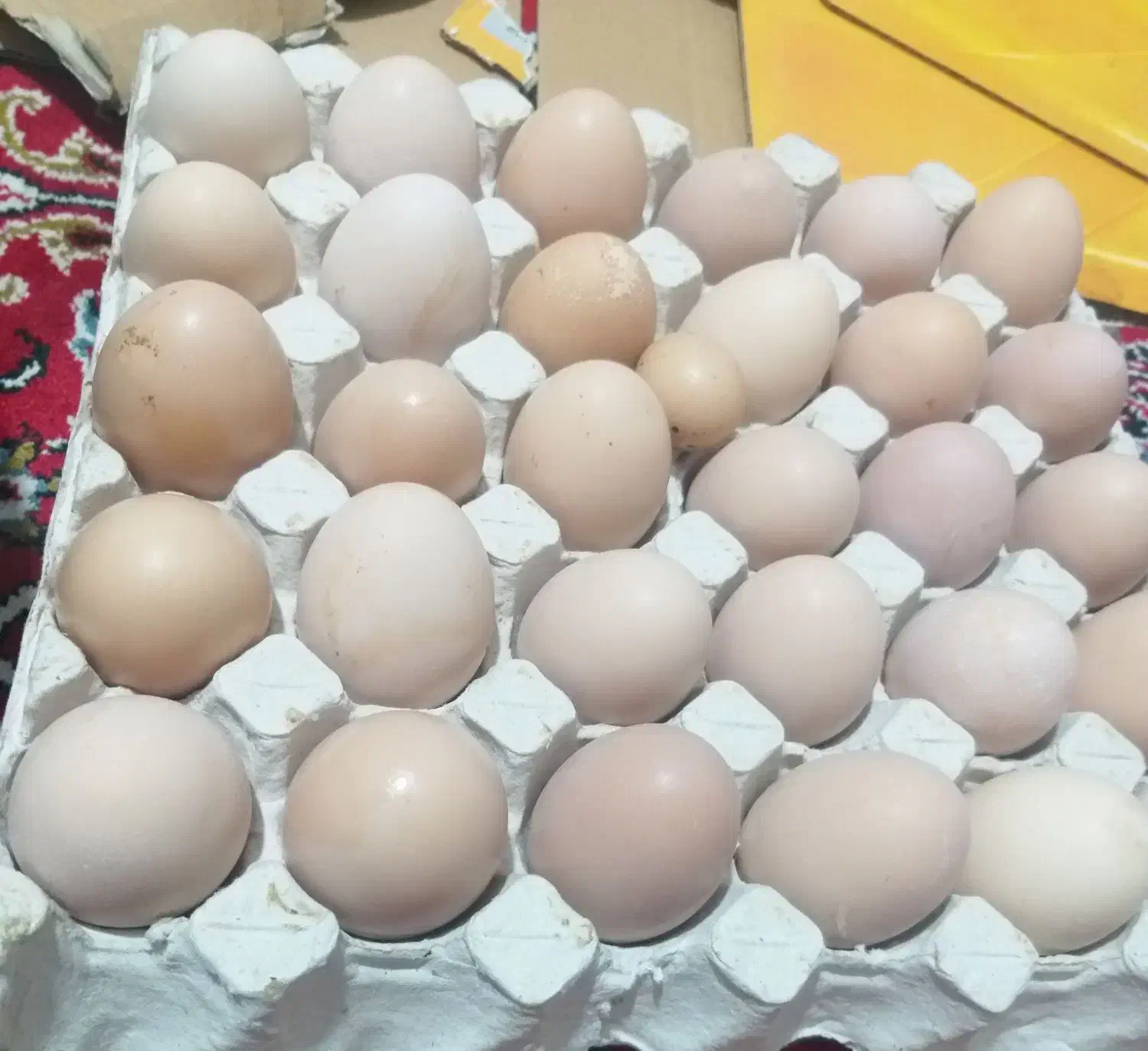 تخممرغمحلی|خوردنی و آشامیدنی|حسین آباد, |دیوار