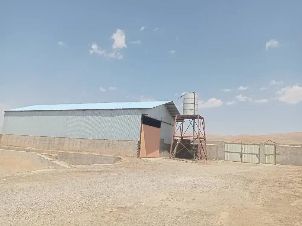 اجاره گاوداری 200 راسی|اجارهٔ دفتر صنعتی، کشاورزی، تجاری|شیروان (لرستان), |دیوار