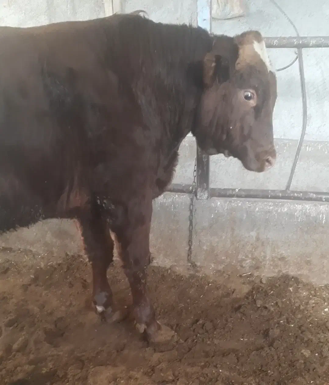 گاو... گوساله نر سیمینتال .|حیوانات مزرعه|اصفهان, باغ زیار|دیوار