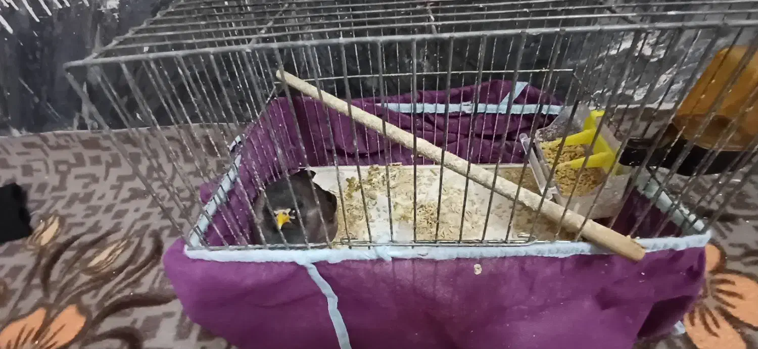 مرغ مینا|پرنده|قم, نیروگاه|دیوار