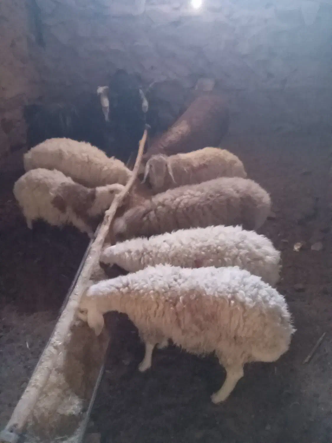 بره نر|حیوانات مزرعه|قهستان, |دیوار