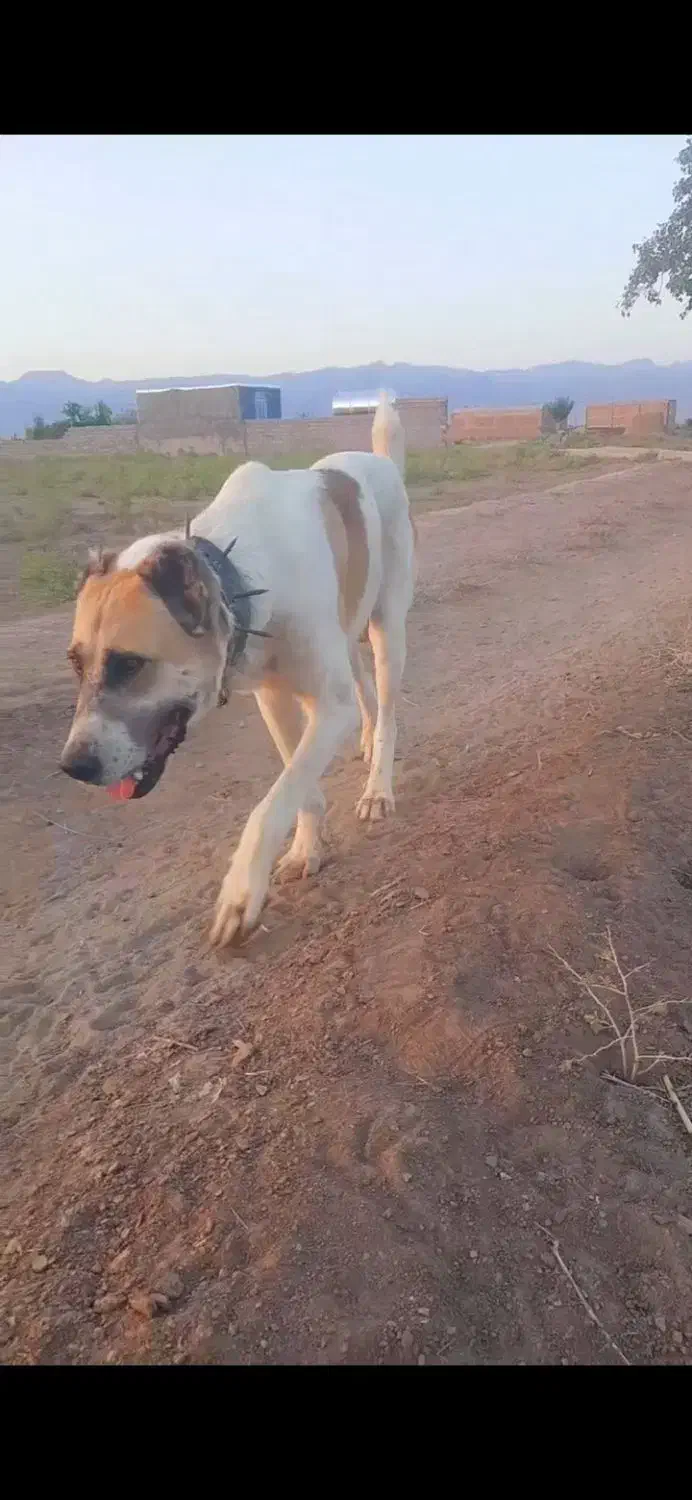 سگ نگهبان|سگ|خلیل آباد, |دیوار