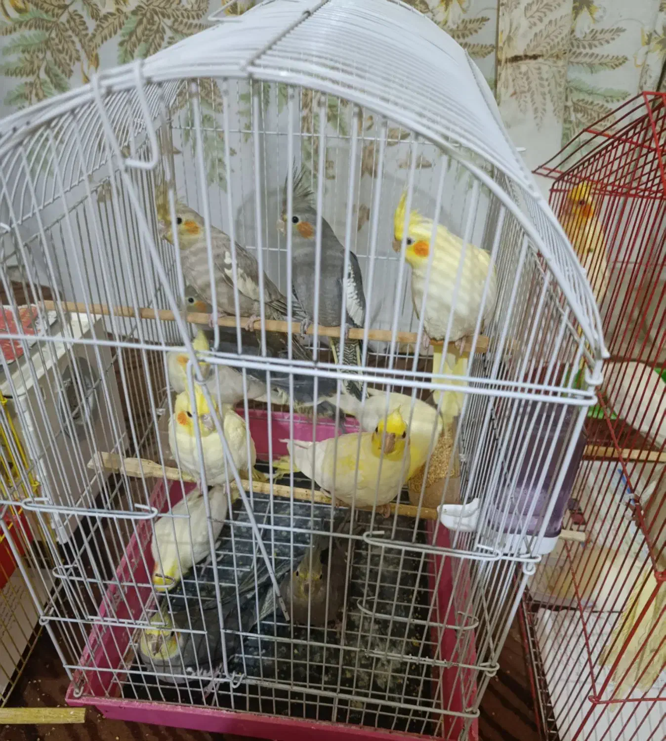 فروش طوطی|پرنده|چمران, |دیوار