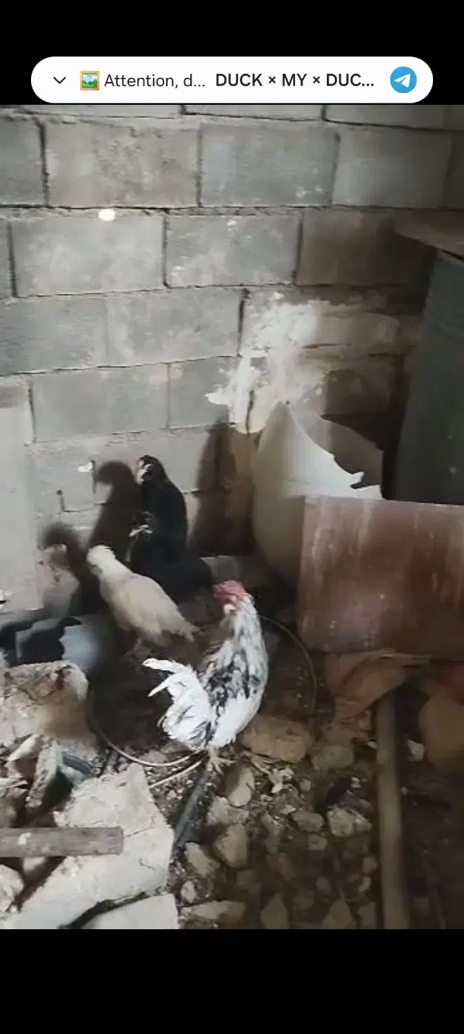 سی تا مرغ و خروس سلطان و گلی|حیوانات مزرعه|شیراز, کرونی(خاتونک)|دیوار