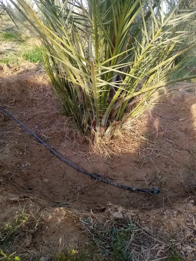 دمیت کبکاب|خدمات باغبانی و درختکاری|برازجان, |دیوار