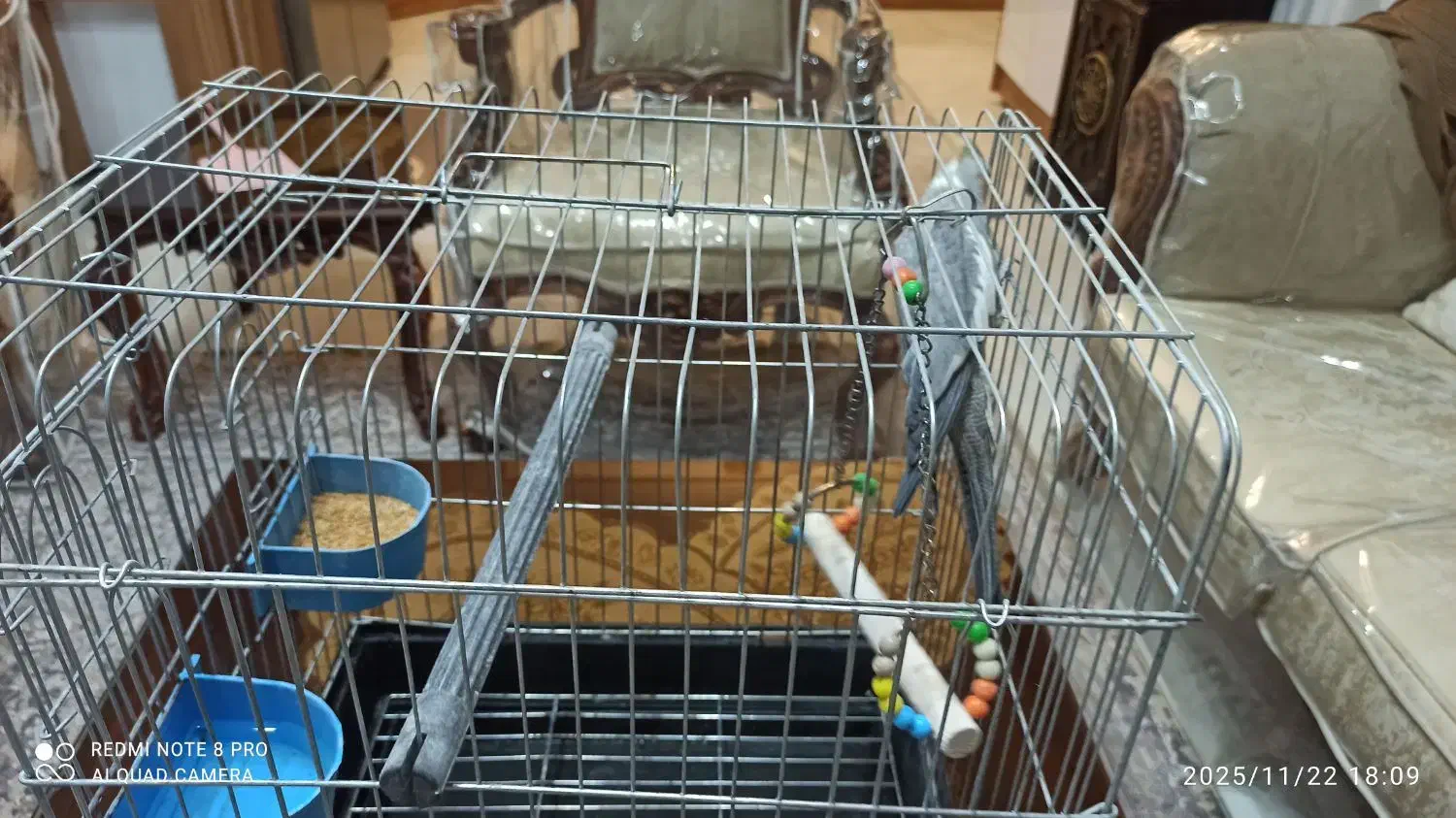 عروس هلندی|پرنده|قرچک, میرزائی جنوبی|دیوار