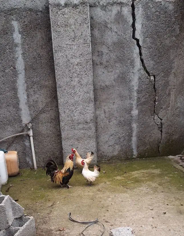 مرغ و خروس چینی|حیوانات مزرعه|رشت, لاکان شهر|دیوار