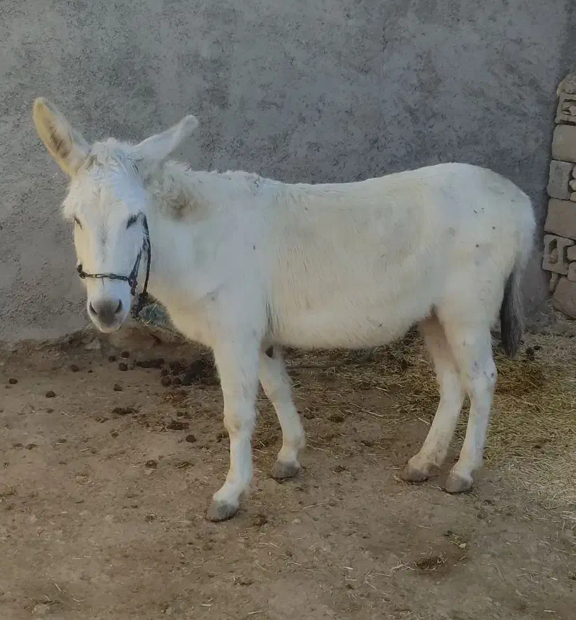 الاغ نر|حیوانات مزرعه|سرپل ذهاب, |دیوار