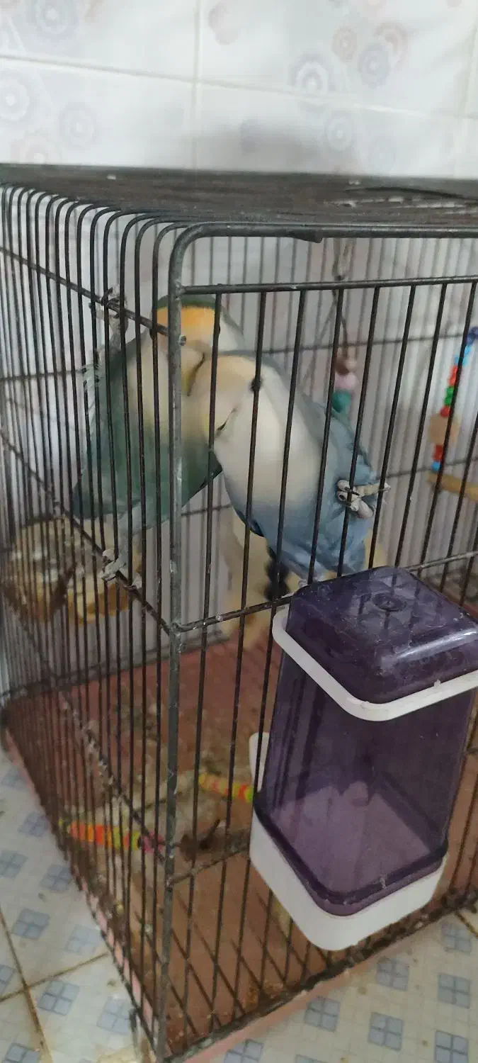 یک جفت طوطی برزیلی بالق جوجه بده و دو تا جوجشون|پرنده|دشتابی, |دیوار