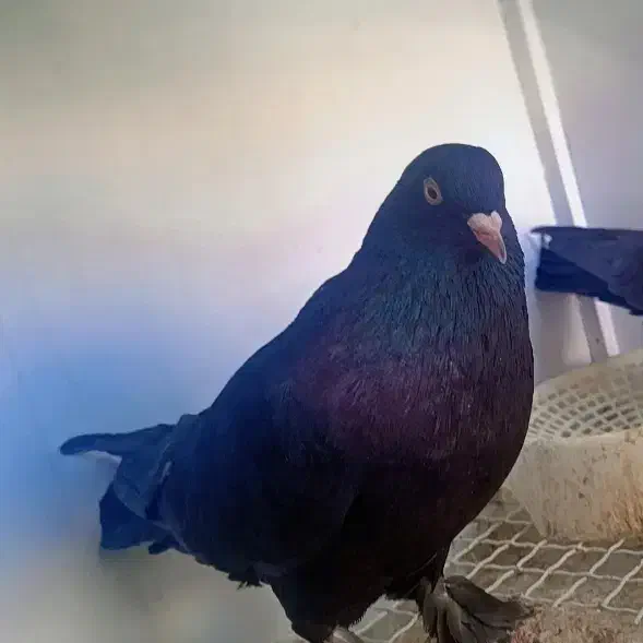 کبوتر پر|پرنده|جونقان, |دیوار