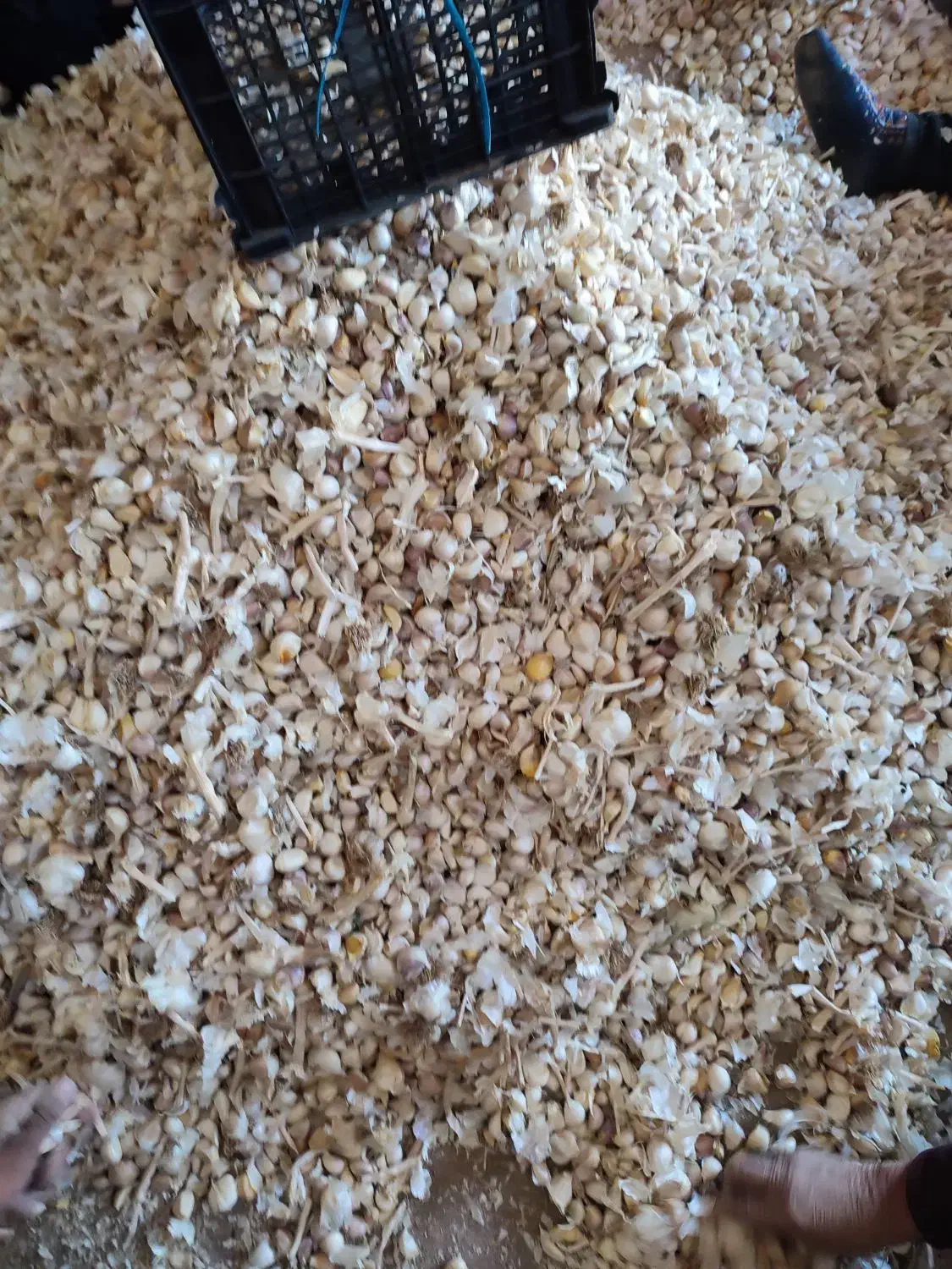 فروش سیر بذری همدان|عمدهفروشی|الوند, |دیوار