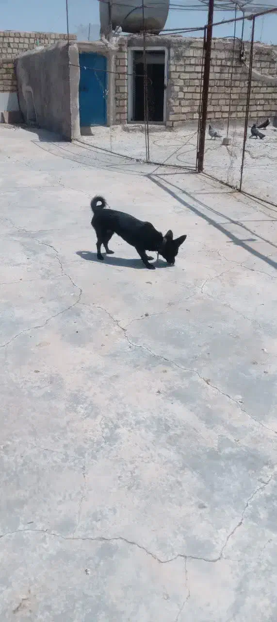 سگ پاکوتاه|سگ|رفسنجان, |دیوار