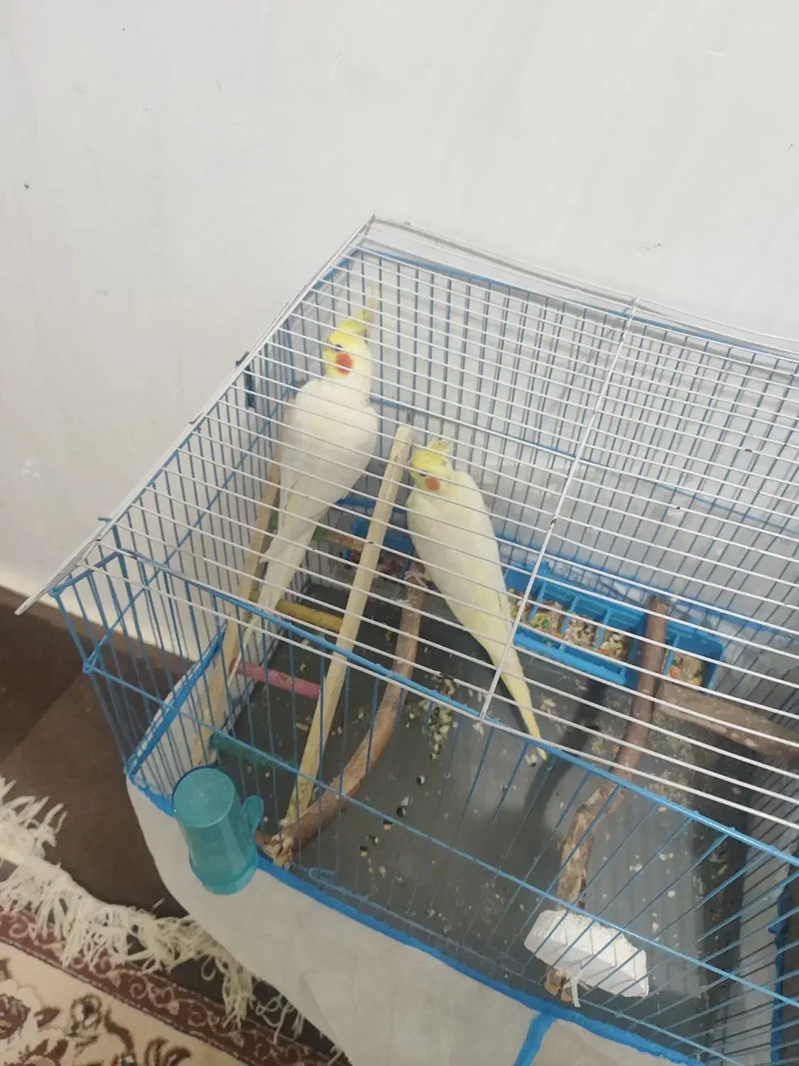 عروس هلندی لوتینیو|پرنده|سوسنگرد, |دیوار