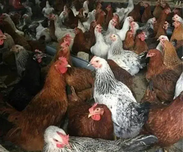 مرغ تخمگذار|حیوانات مزرعه|زرقان, |دیوار