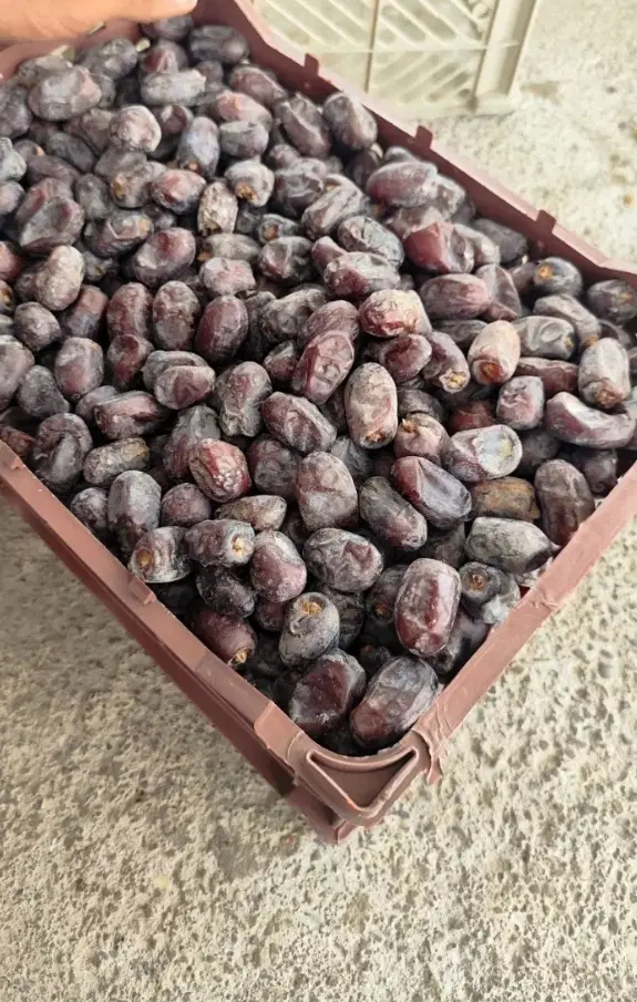 خرما|خوردنی و آشامیدنی|رودان, |دیوار