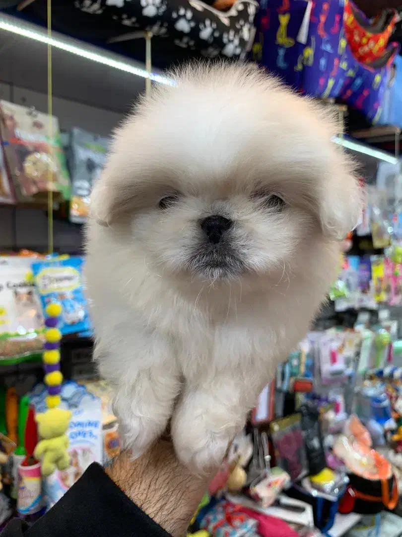 پکنیز اشرافی|سگ|رشت, لاکانی|دیوار