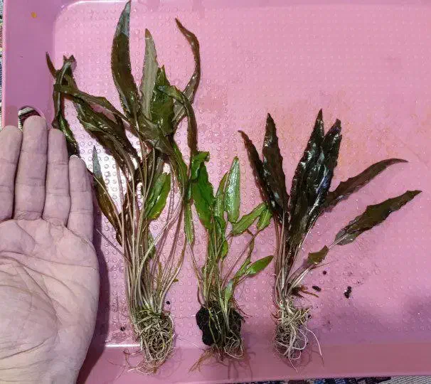 گیاه پلنت انوبیاس|ماهی|تهران, حر|دیوار