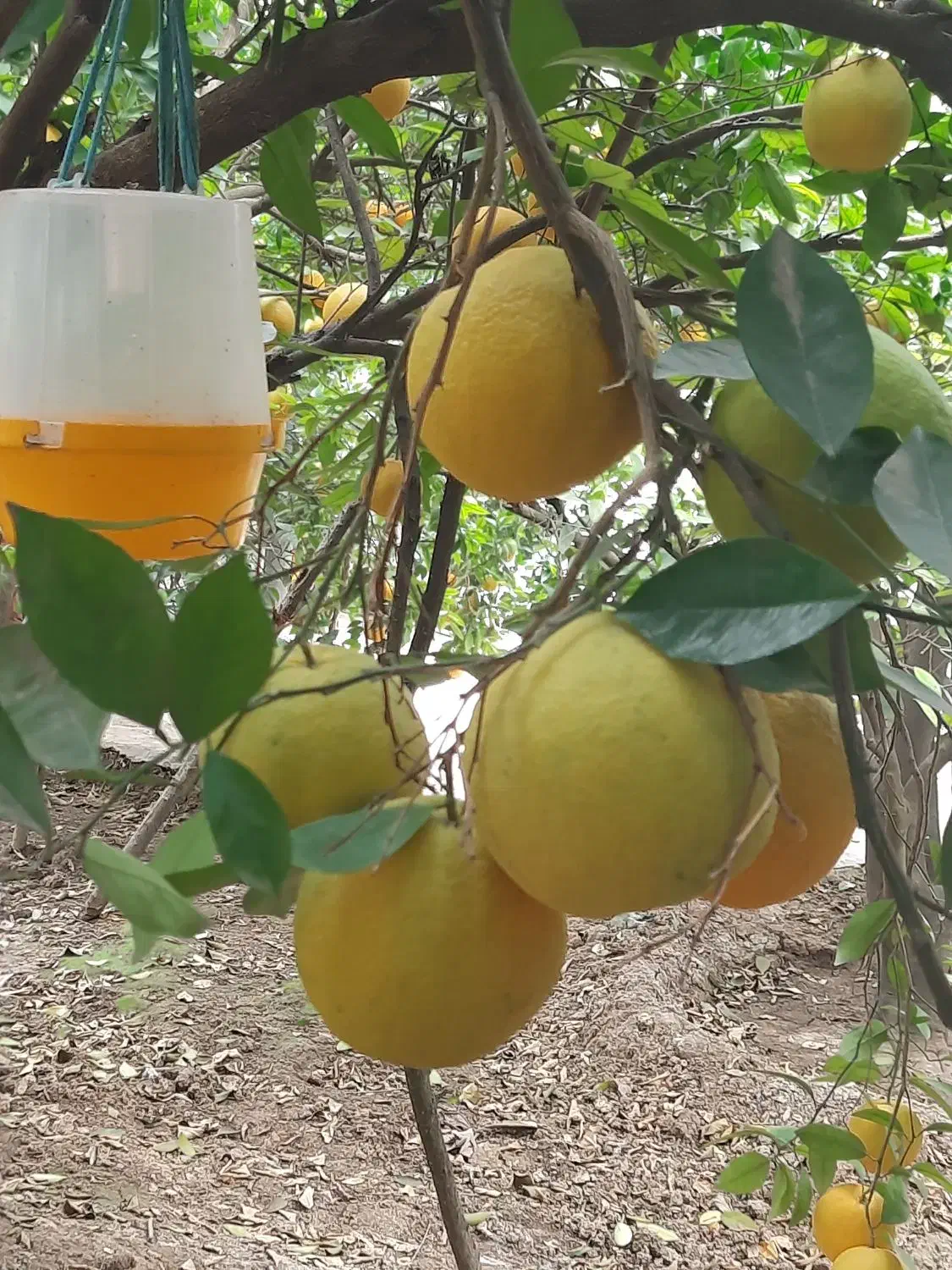 فروش پرتغال تامسون|خدمات باغبانی و درختکاری|سورک, |دیوار