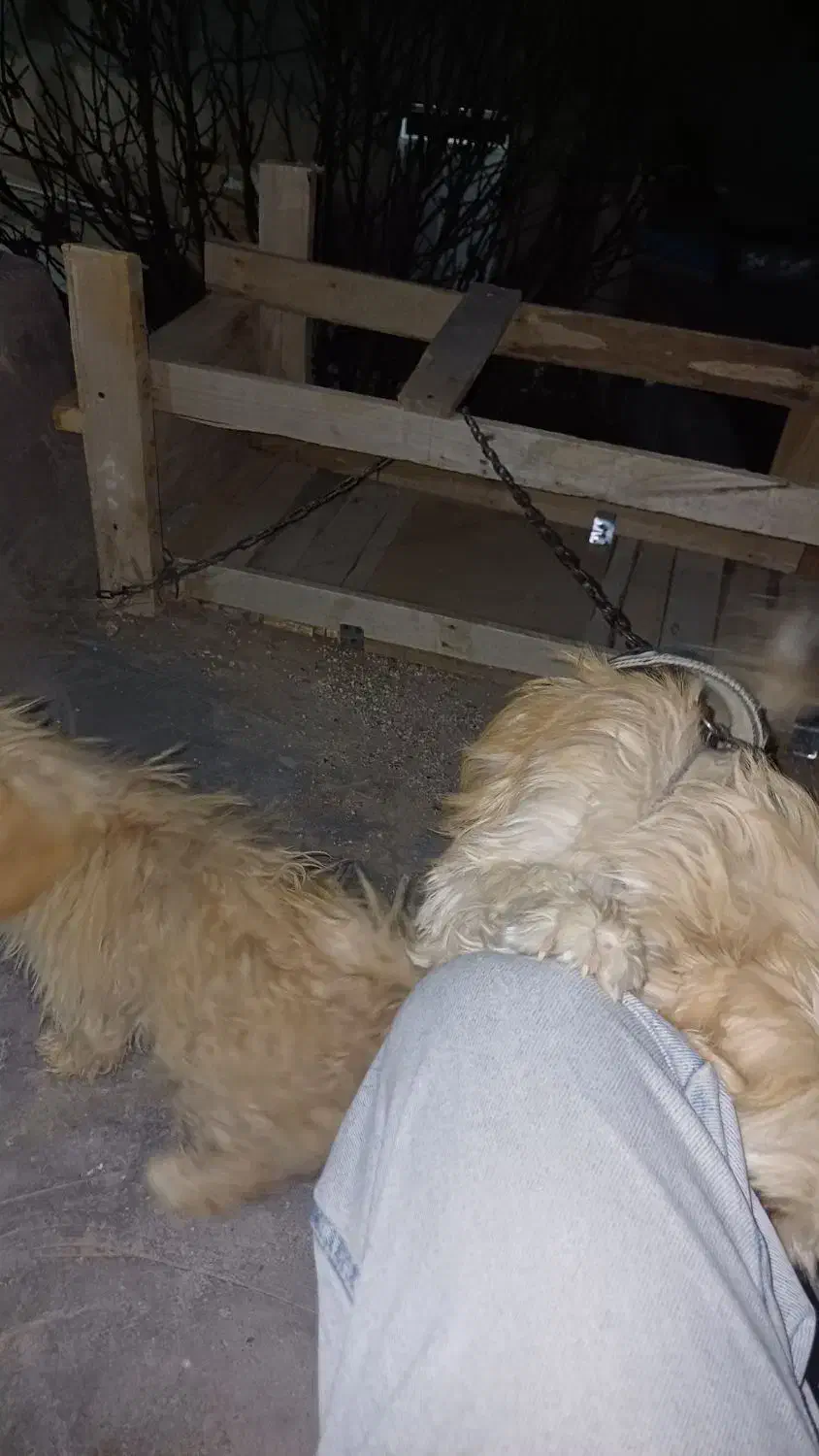 سگ خونگی فوق‌العاده باهوش|سگ|شیراز, بعثت|دیوار