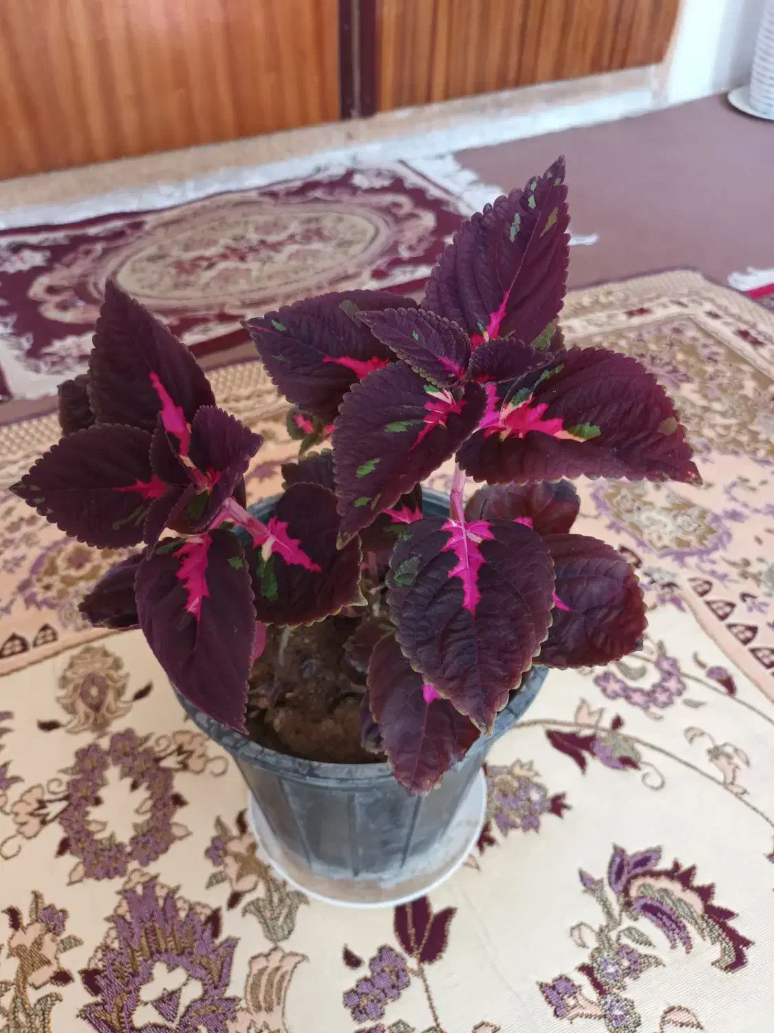 گلهای شاداب و زیبا|گل و گیاه طبیعی|خوی, |دیوار