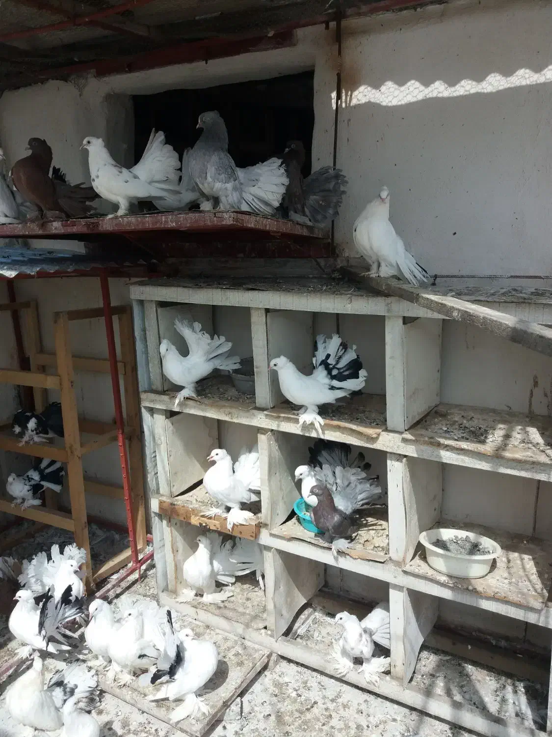 کفتر‌دم‌چتری‌اصل‌زیبا|پرنده|بندر ترکمن, |دیوار