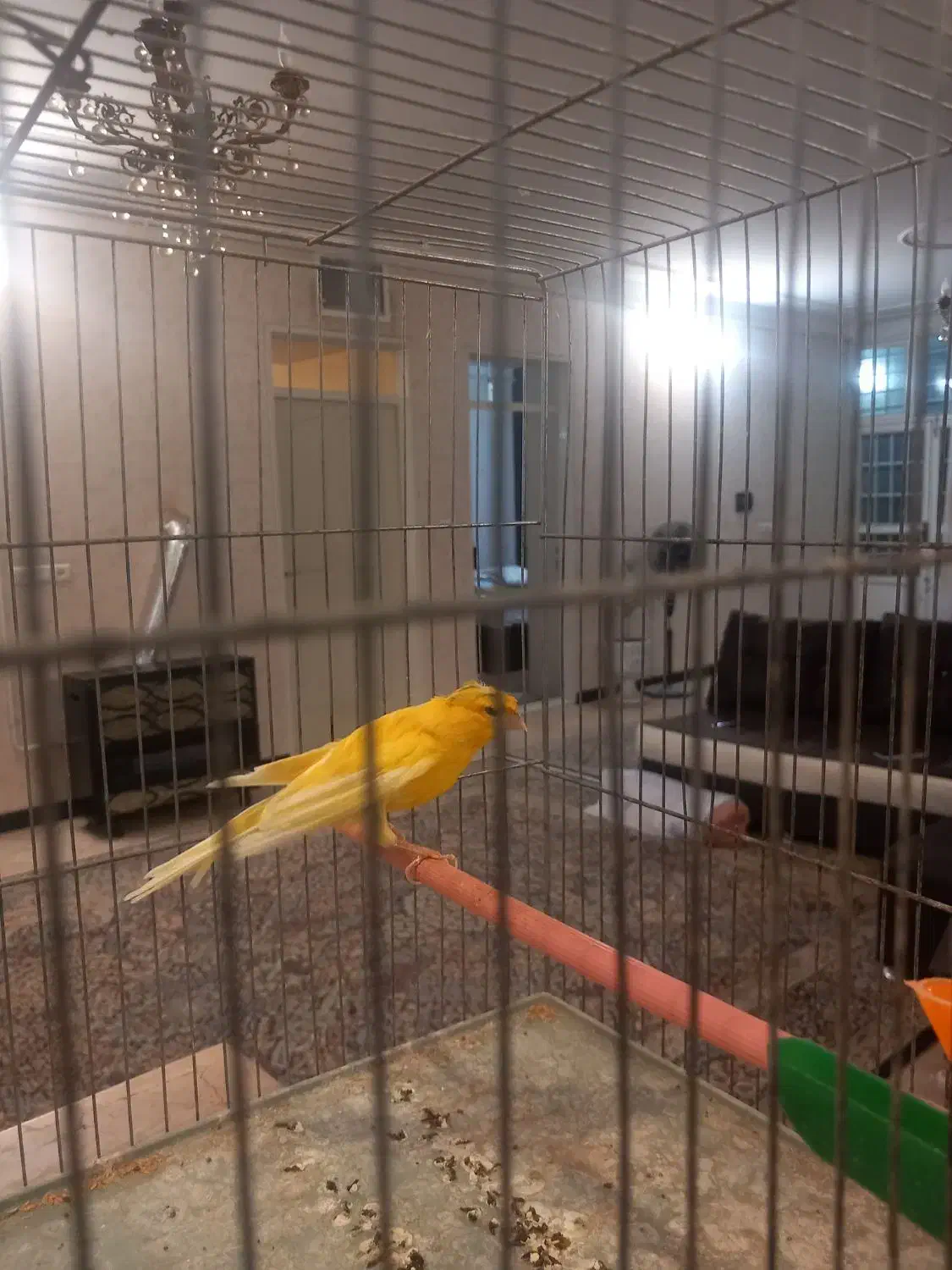 تعدادی قناری|پرنده|کرمان, |دیوار