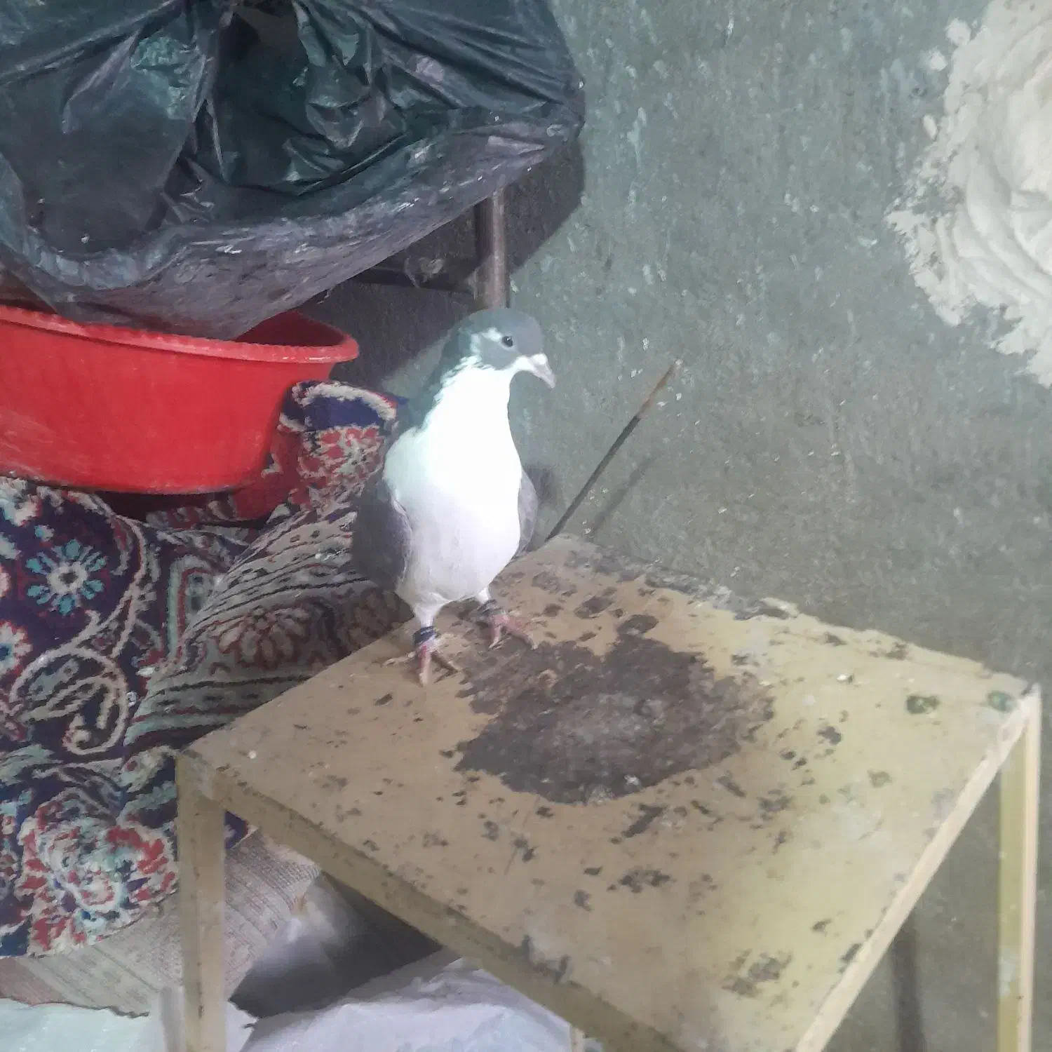 کفتر|موبایل|تربتحیدریه, پائین ولایت|دیوار