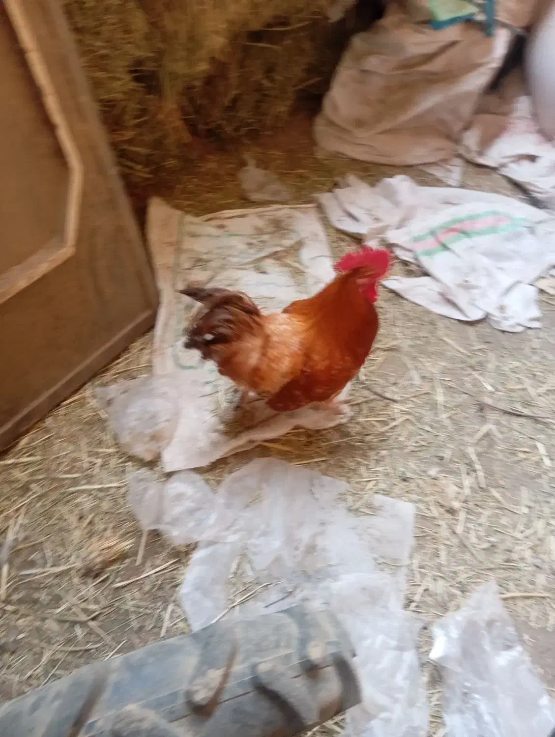 خروس پاپر نژاد برهما چاق سنگین وزن|حیوانات مزرعه|محمدیه-قزوین, |دیوار