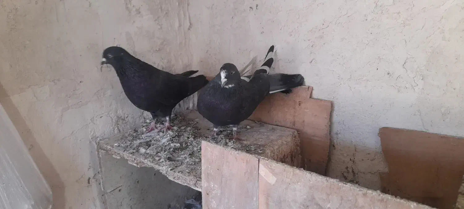 کبوتر طوقی|پرنده|نیر (اردبیل), |دیوار