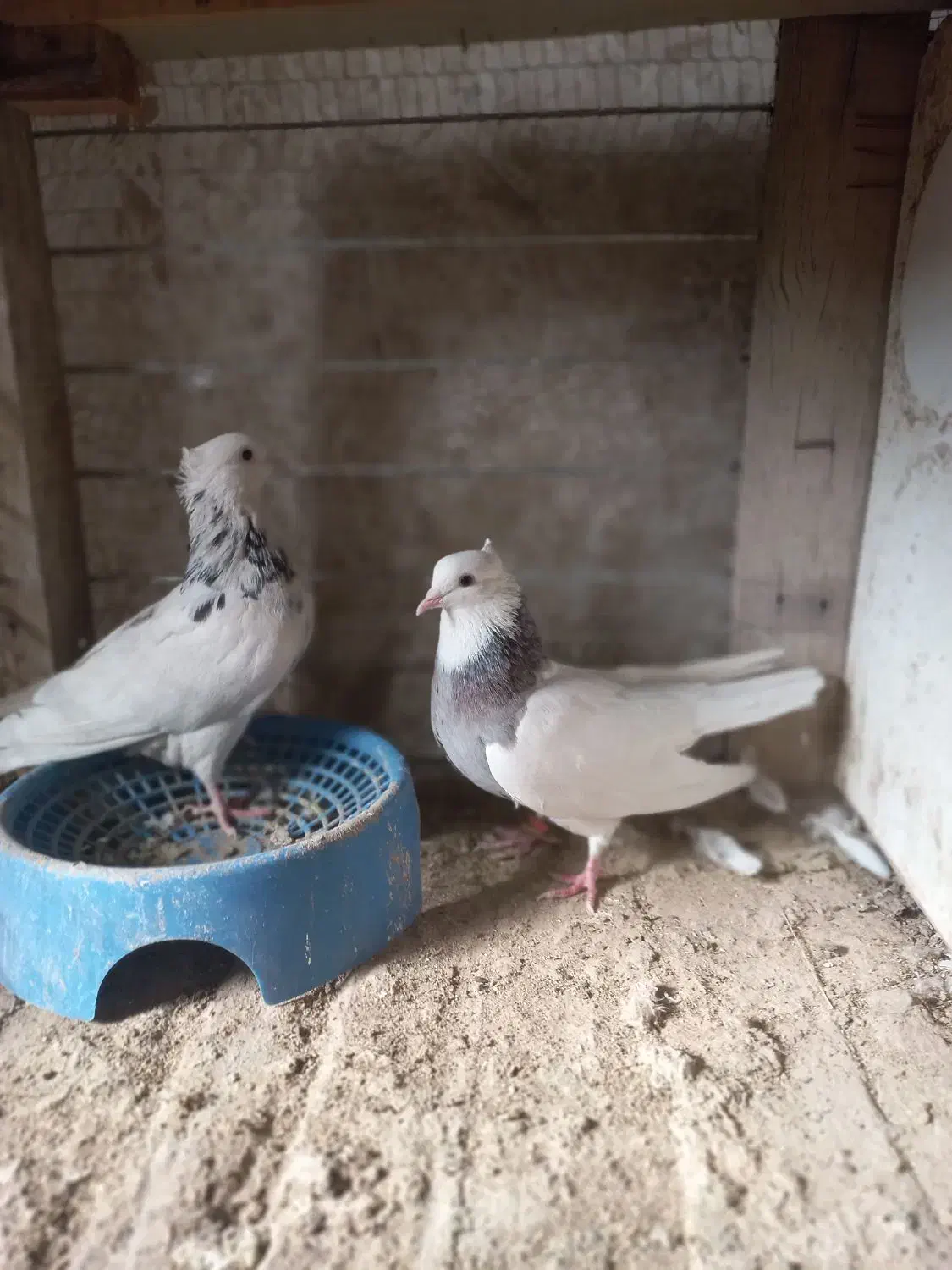 کبوتر طوقی هفت رنگ|پرنده|فردوس (خراسان), |دیوار