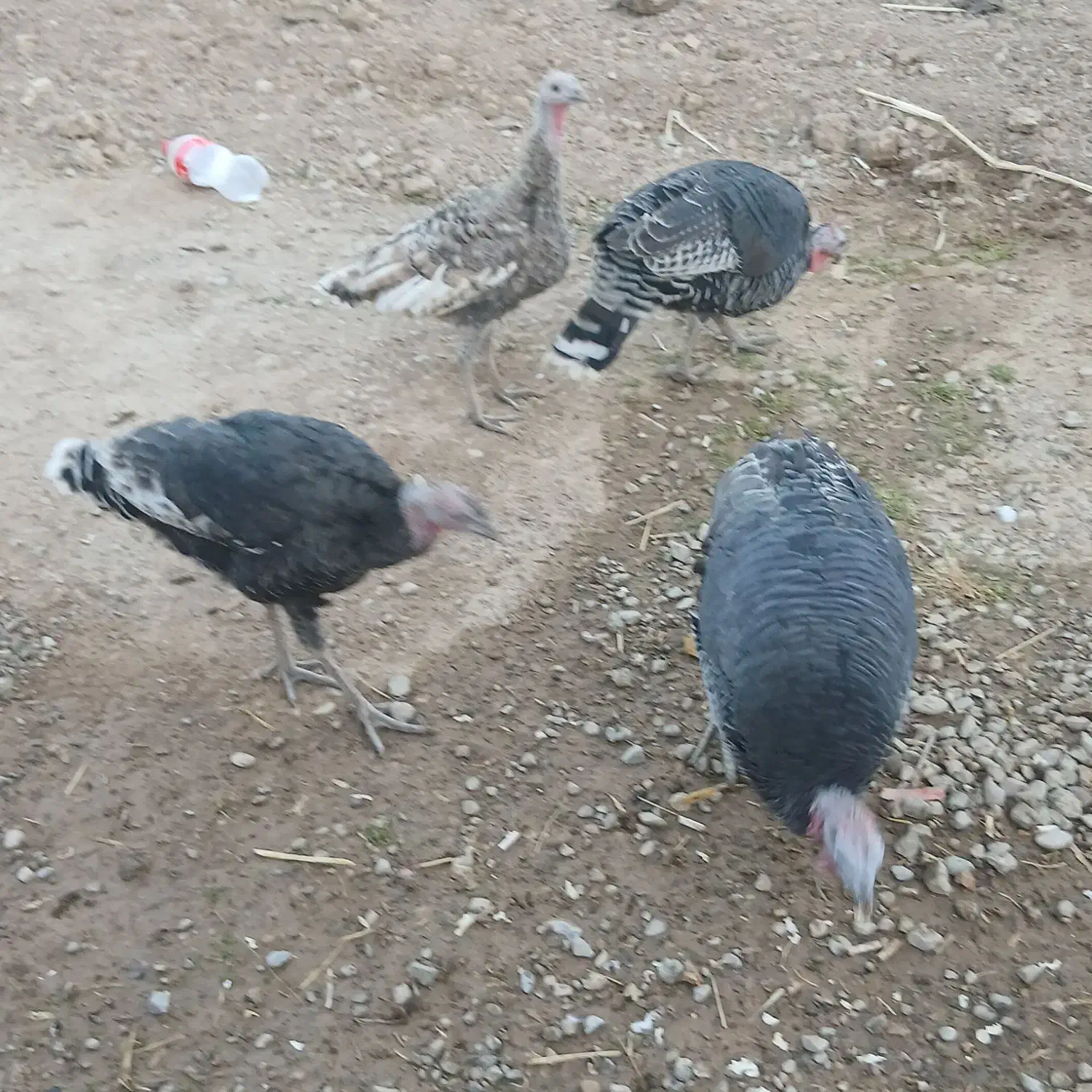 حیوانات بوقلمون|حیوانات مزرعه|کوهدشت, |دیوار