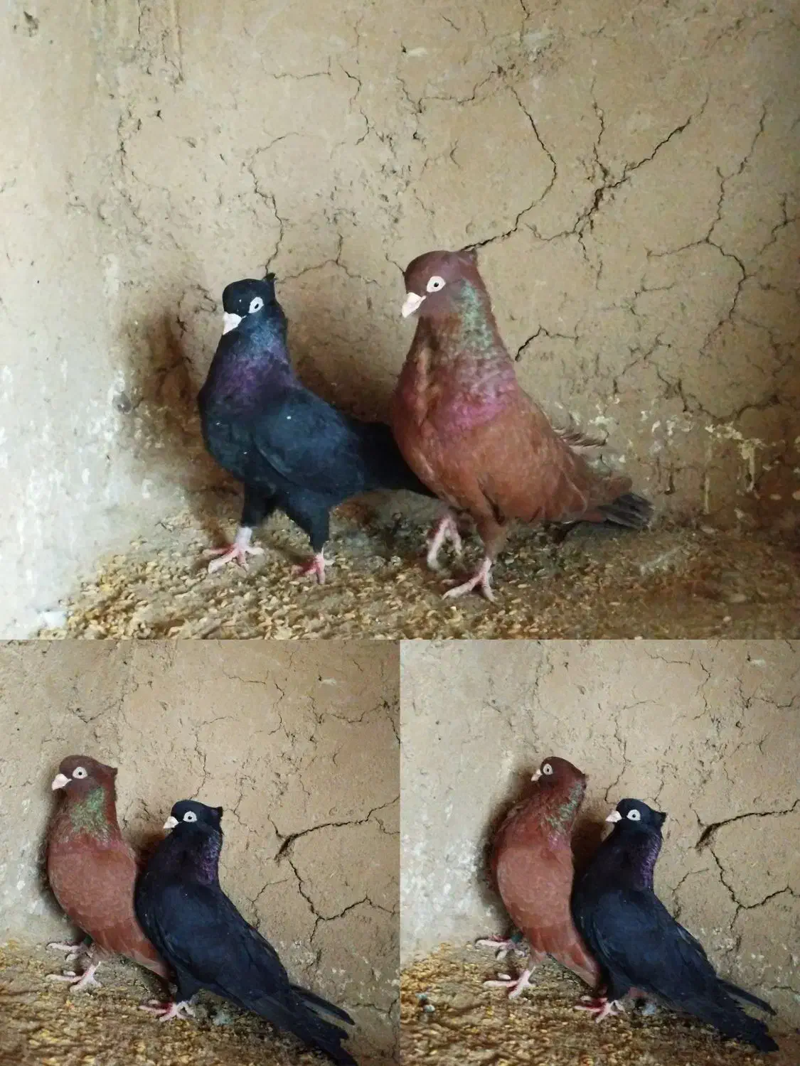 کفتر رنگی|پرنده|یزد, |دیوار