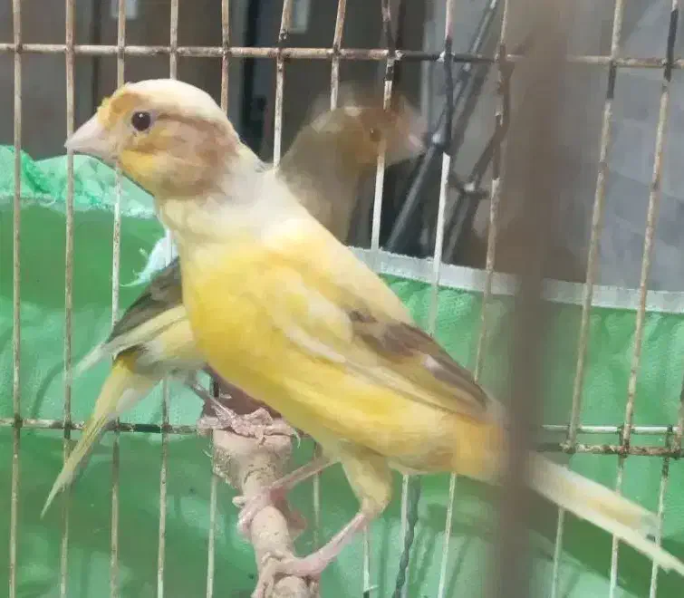 قناری نر سبز ماده زرد جوان آماده جفت|پرنده|رشت, بازار|دیوار