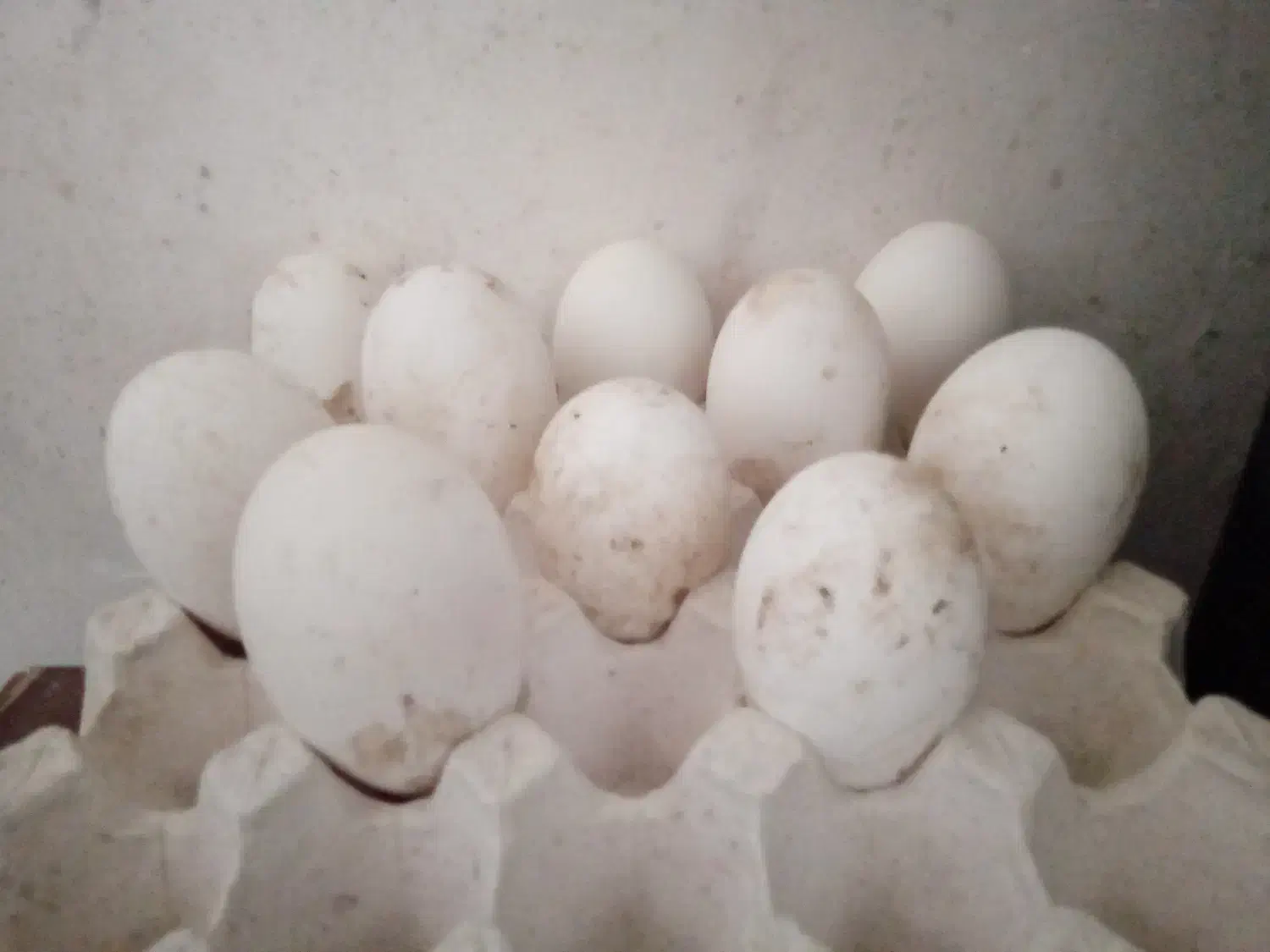 تخم غاز نطفه دار|حیوانات مزرعه|سیاهکل, |دیوار