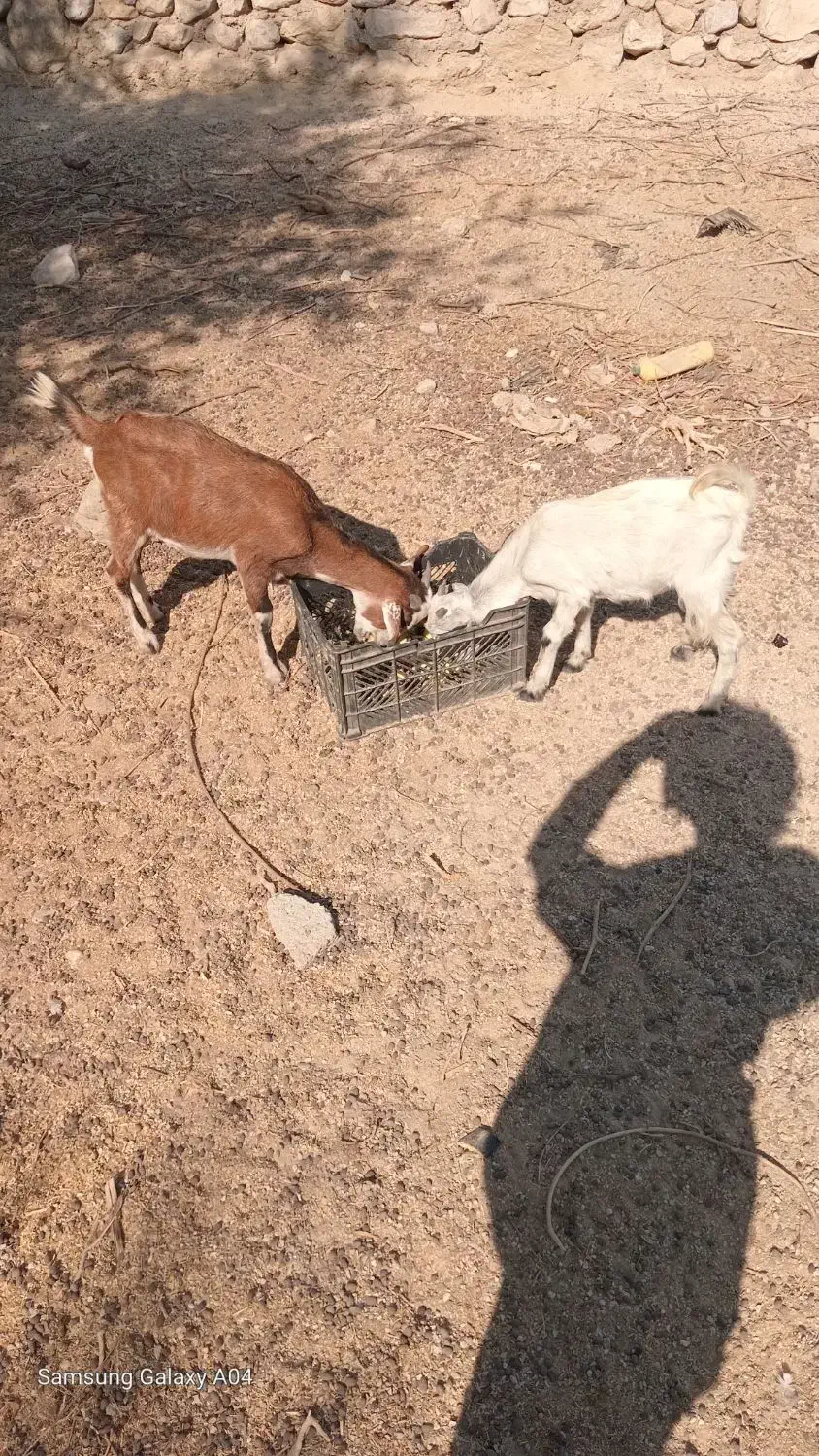 فروش چند عدد کهر نر وچند عددکهر ماده سالم و سرحال|حیوانات مزرعه|بندرعباس, |دیوار