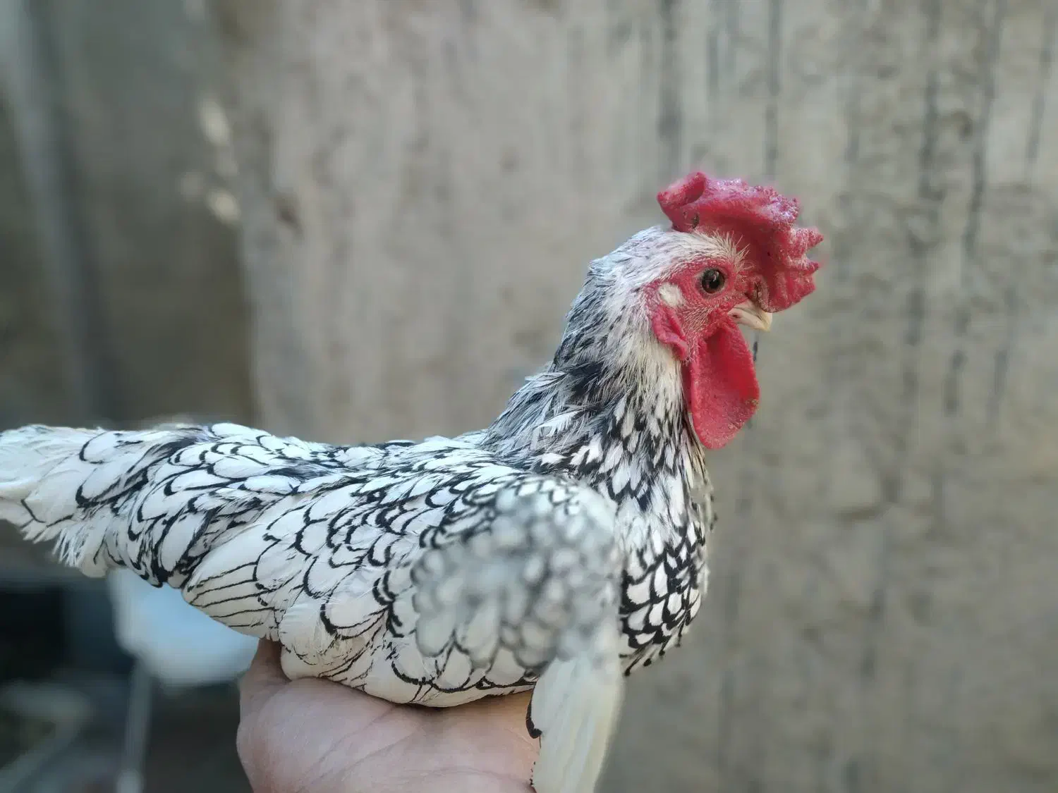 خروس سیبرات فقط همین ۳ طبق عکس|پرنده|نهاوند, |دیوار