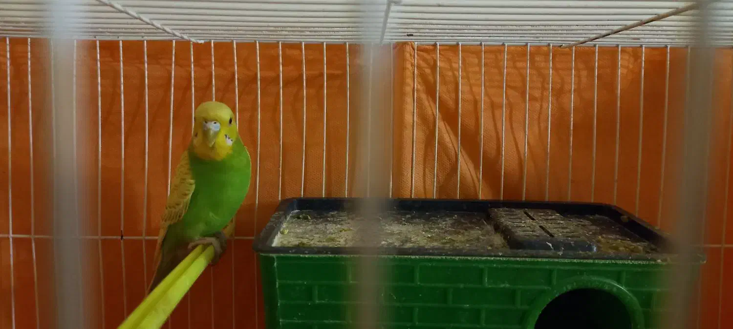 دو عدد مرغ عشق نر سالم با قفس|پرنده|مشهد, هفت تیر (آب و برق)|دیوار