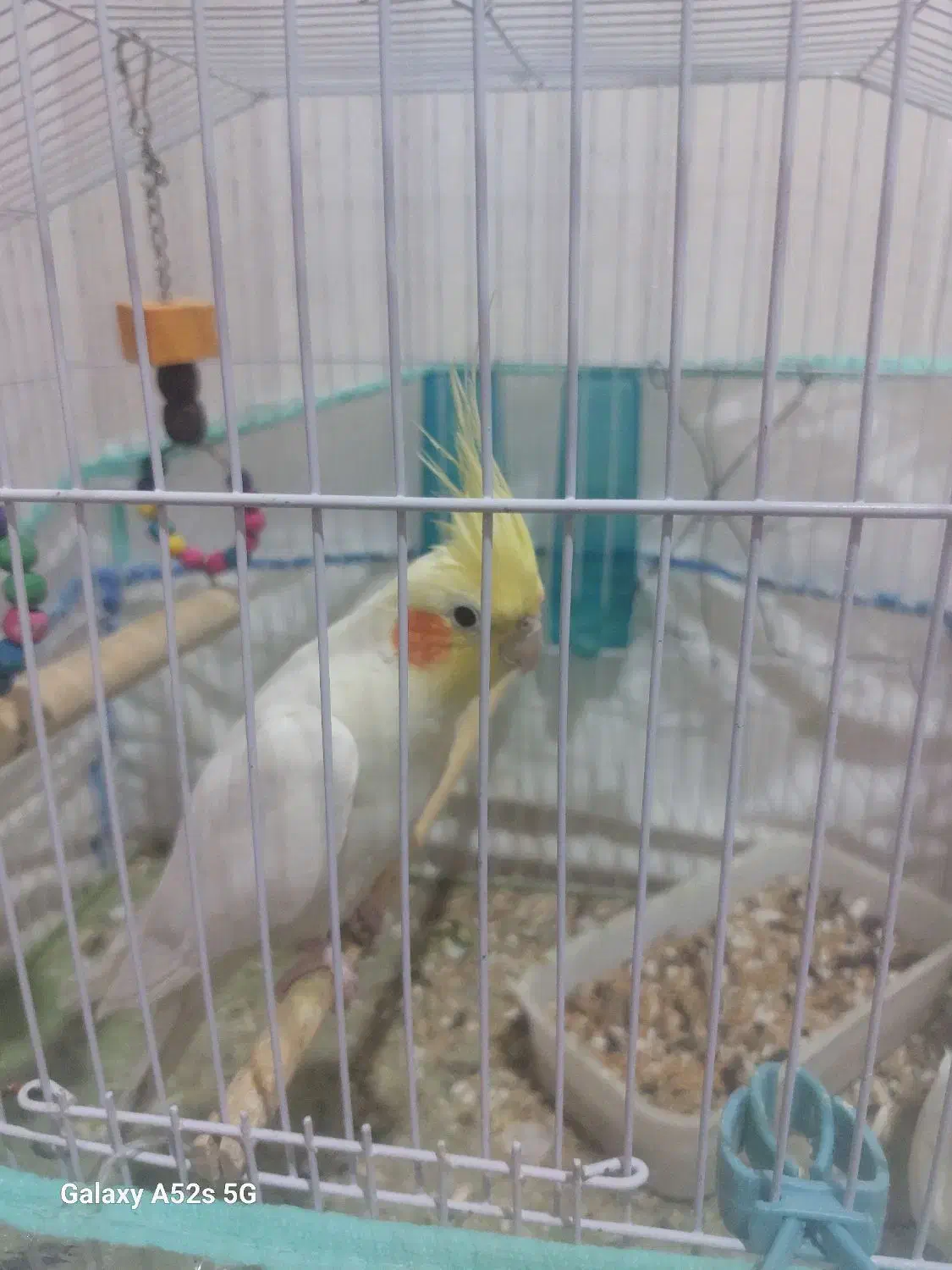 فروش عروس هلندی|پرنده|دوگنبدان, |دیوار