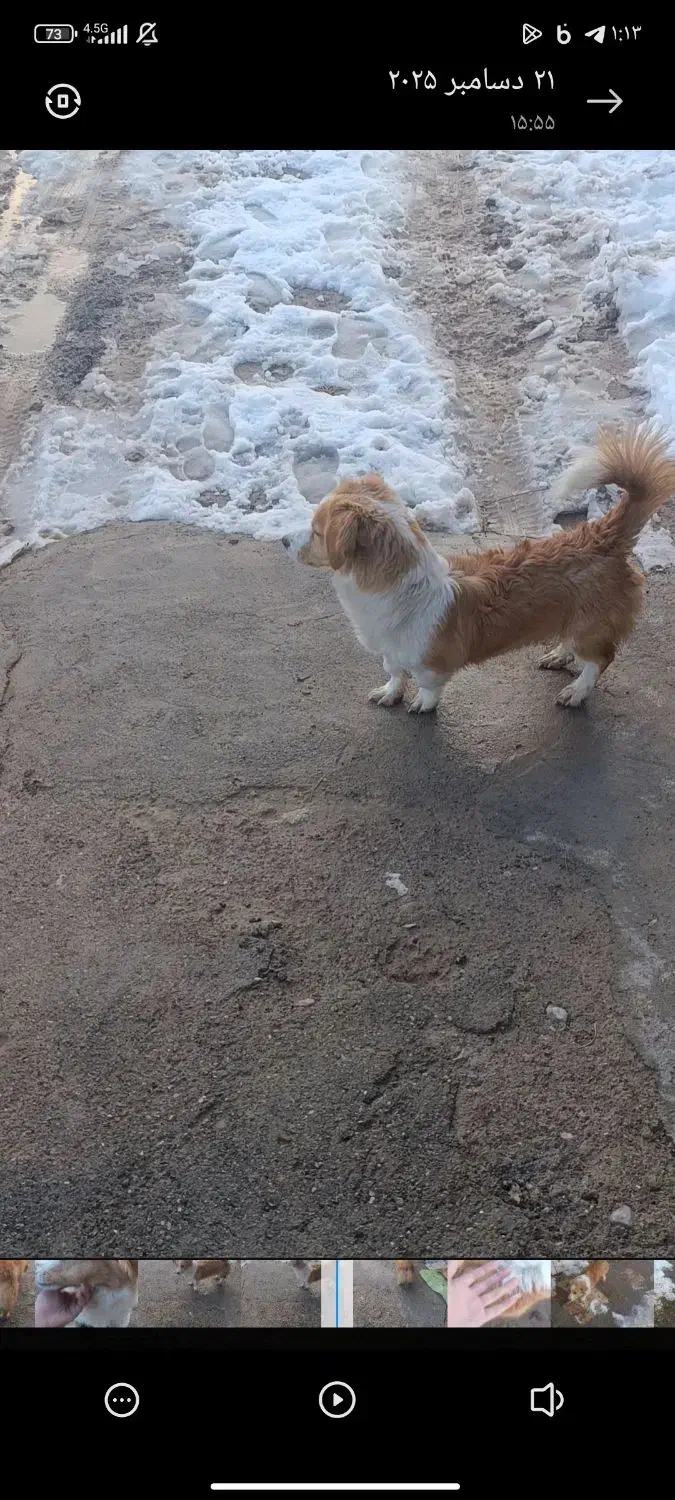 سگ تریر|سگ|مشهد, شهرک امام هادی (شهرک غرب)|دیوار