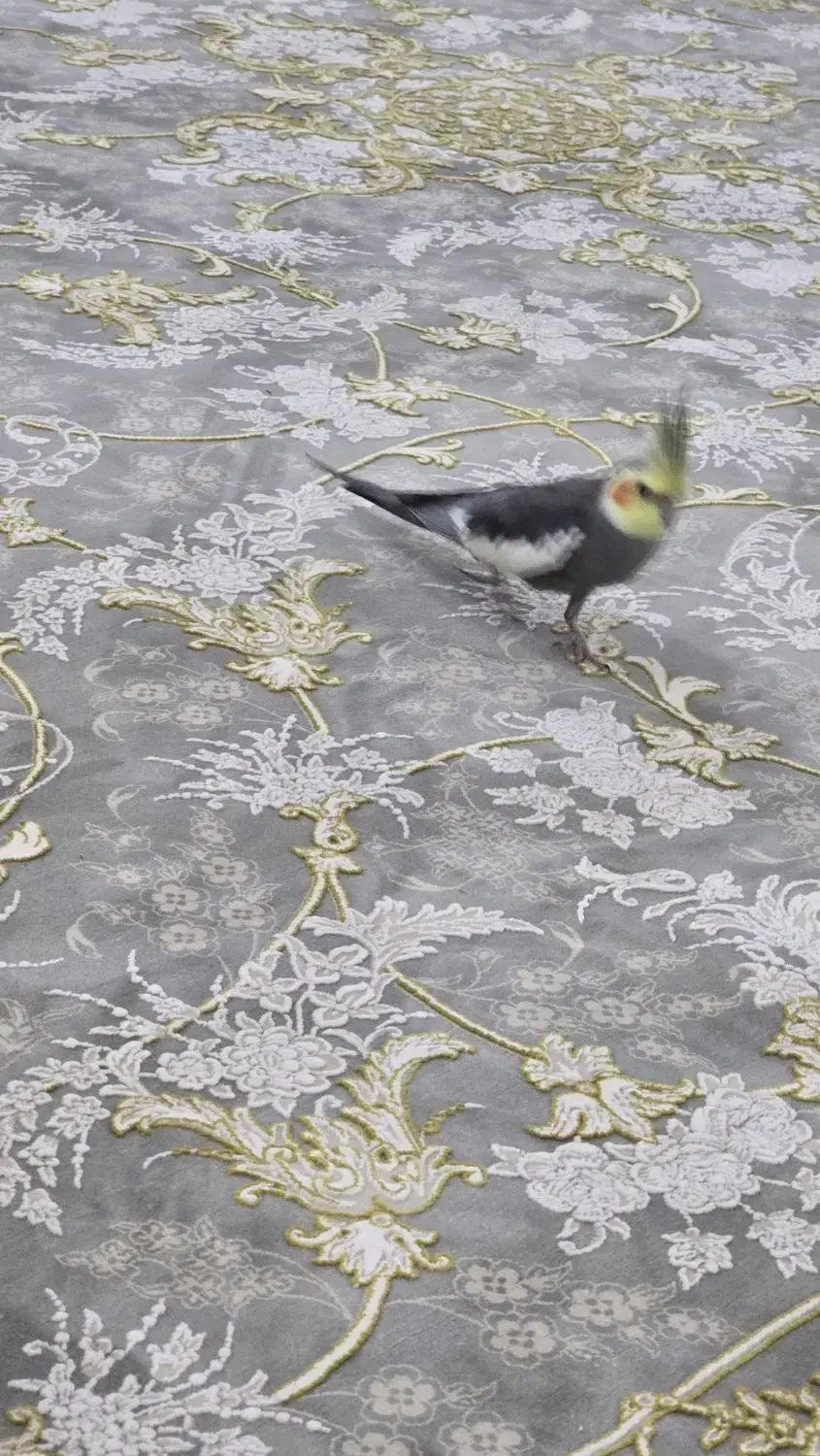 گمشده عروس هلندی|حیوانات|زاهدان, |دیوار