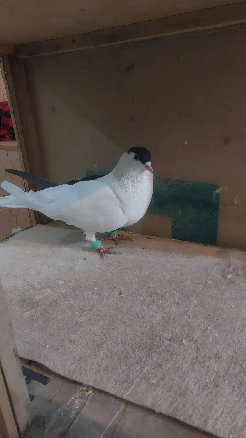 چپ سیاه پاک پاک|پرنده|قلعه نو, |دیوار