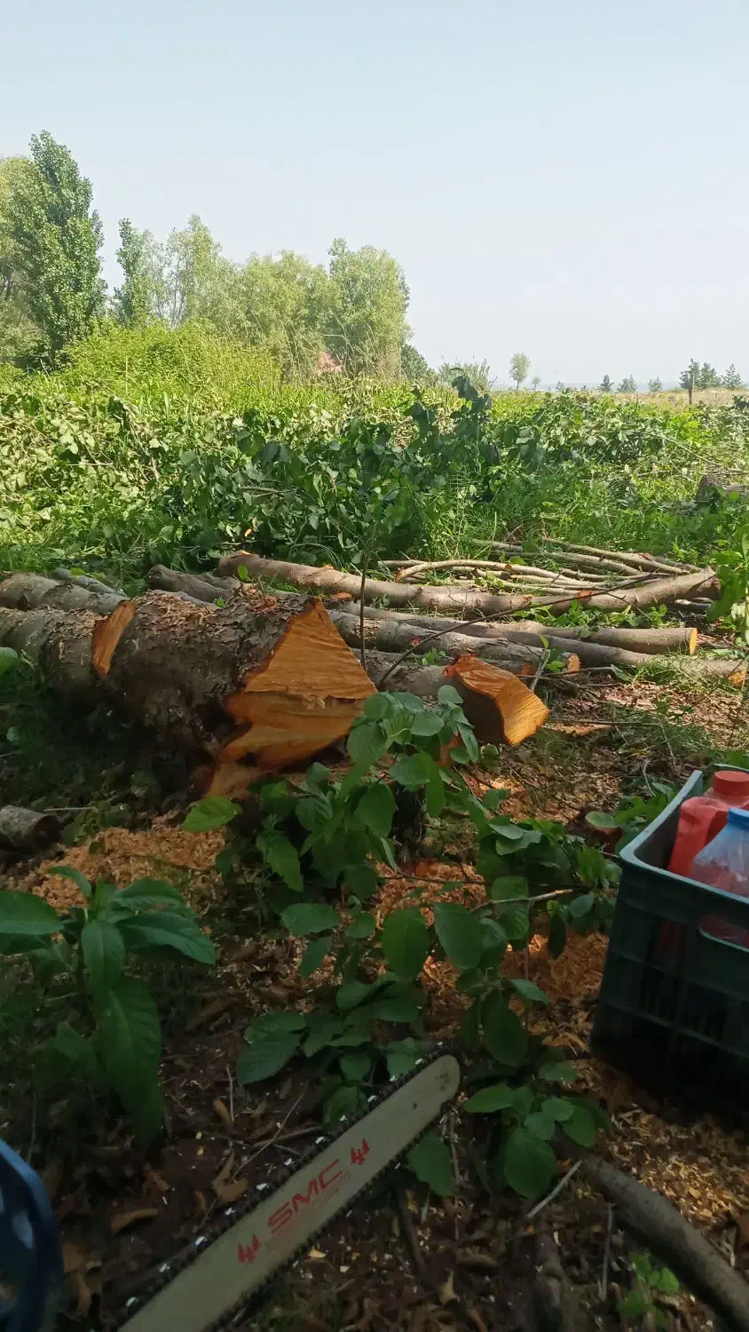 خرید چوب|خدمات باغبانی و درختکاری|رودسر, |دیوار