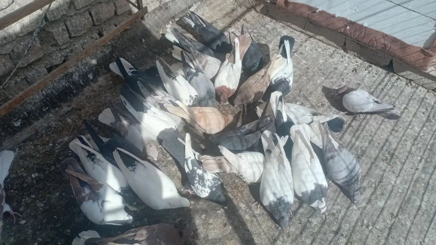 کبوتر رنگی|پرنده|قم, یزدان‌شهر|دیوار