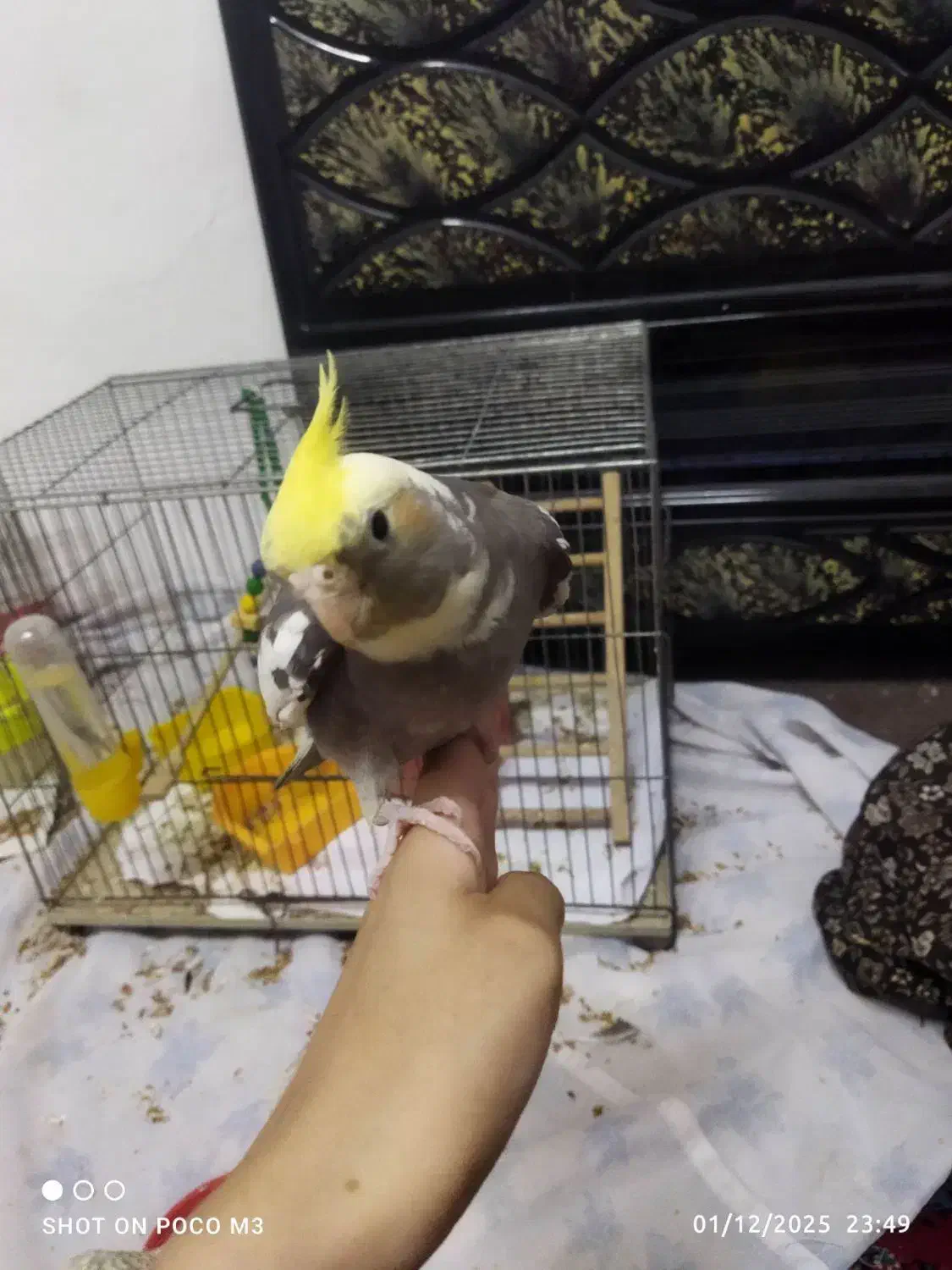 دو عدد عروس هلندی نر و ماده به فروش میرسد|پرنده|لاهیجان, کاروانسرابر|دیوار