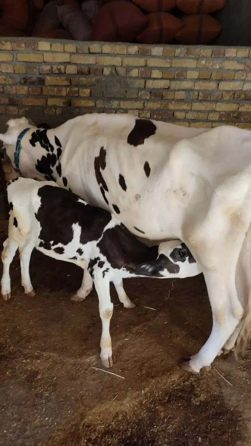 گاو و گوساله|حیوانات مزرعه|بیلوار, |دیوار