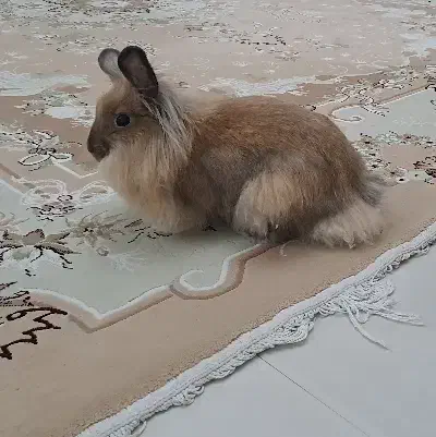 فوری|موش و خرگوش|تهران, بلوار کشاورز|دیوار